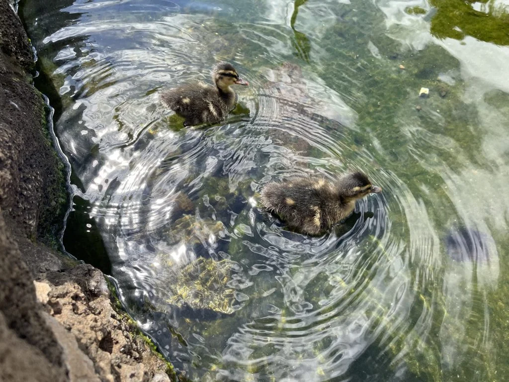 泉の水面を泳ぐ鴨のひな