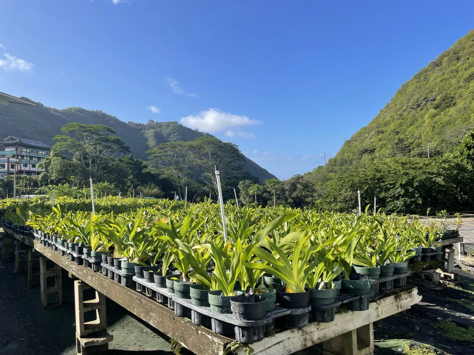 パロロの山々を背に並ぶ蘭の鉢植え