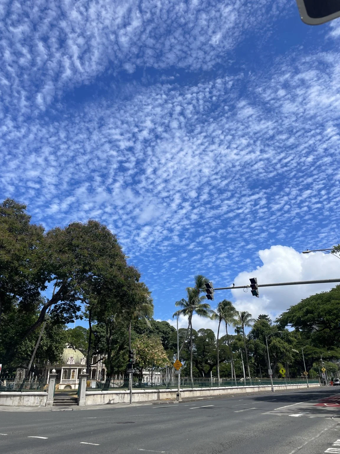 うろこ雲の青空とヤシ並木の通り