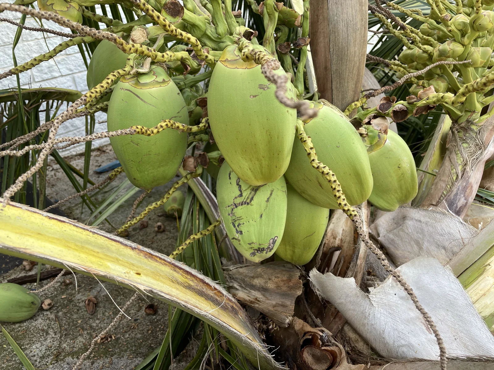 房になった緑色のココナッツの実