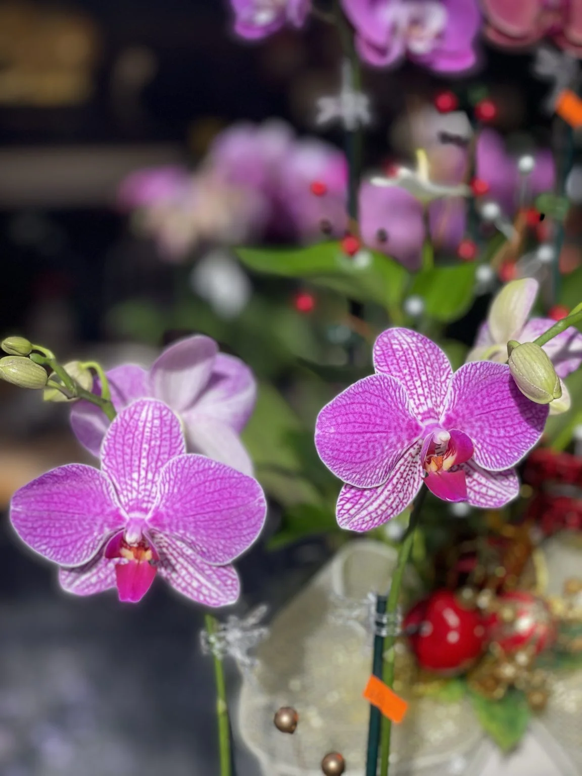 ピンク色の胡蝶蘭の花のアップ