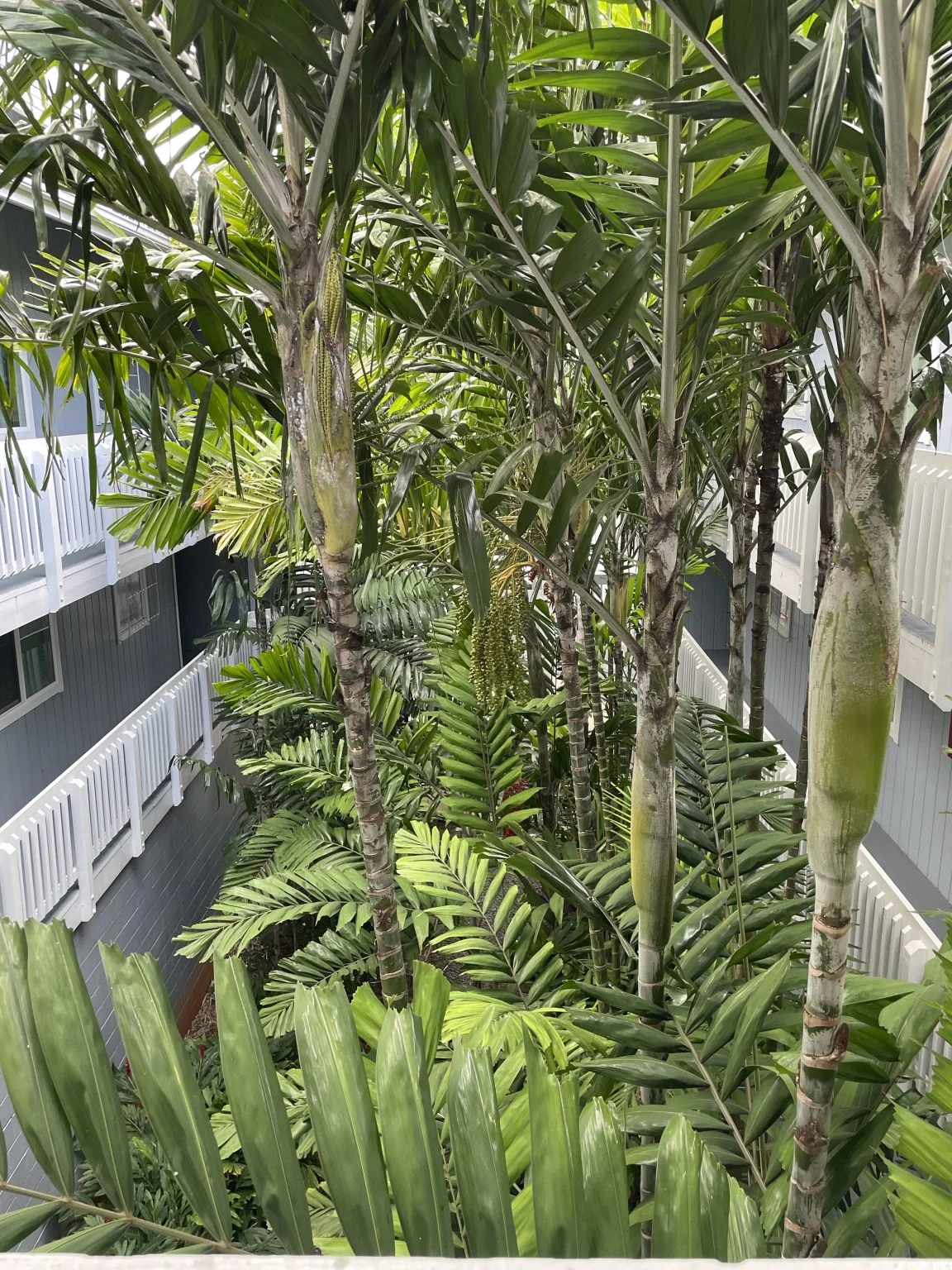 建物の中庭に茂る背の高い熱帯植物