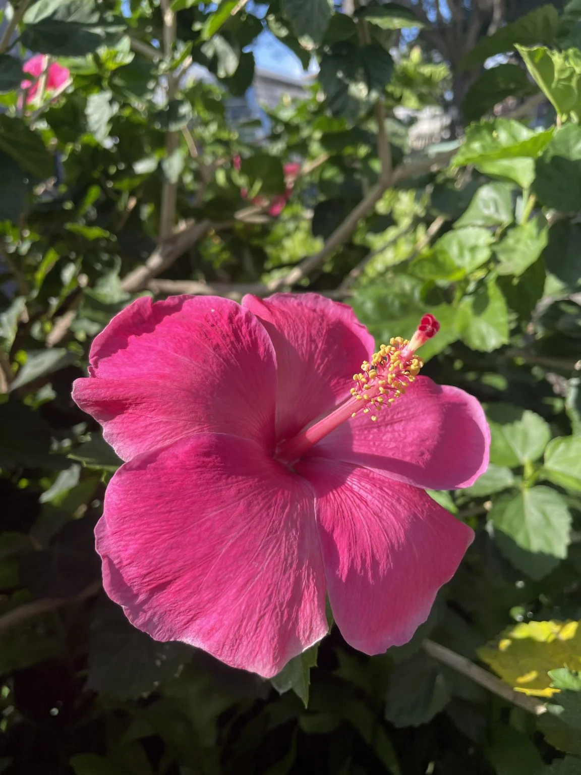 濃いピンクのハイビスカスの花