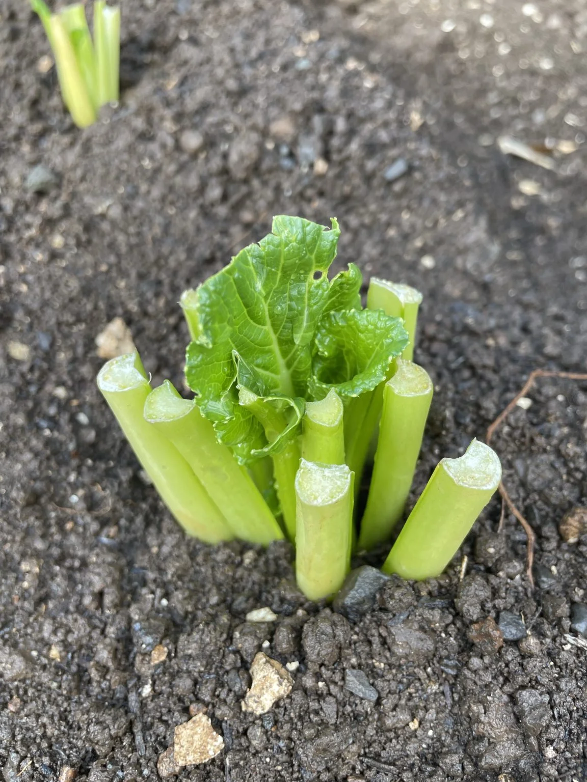 土に植えて新芽が伸びてきた野菜の根元