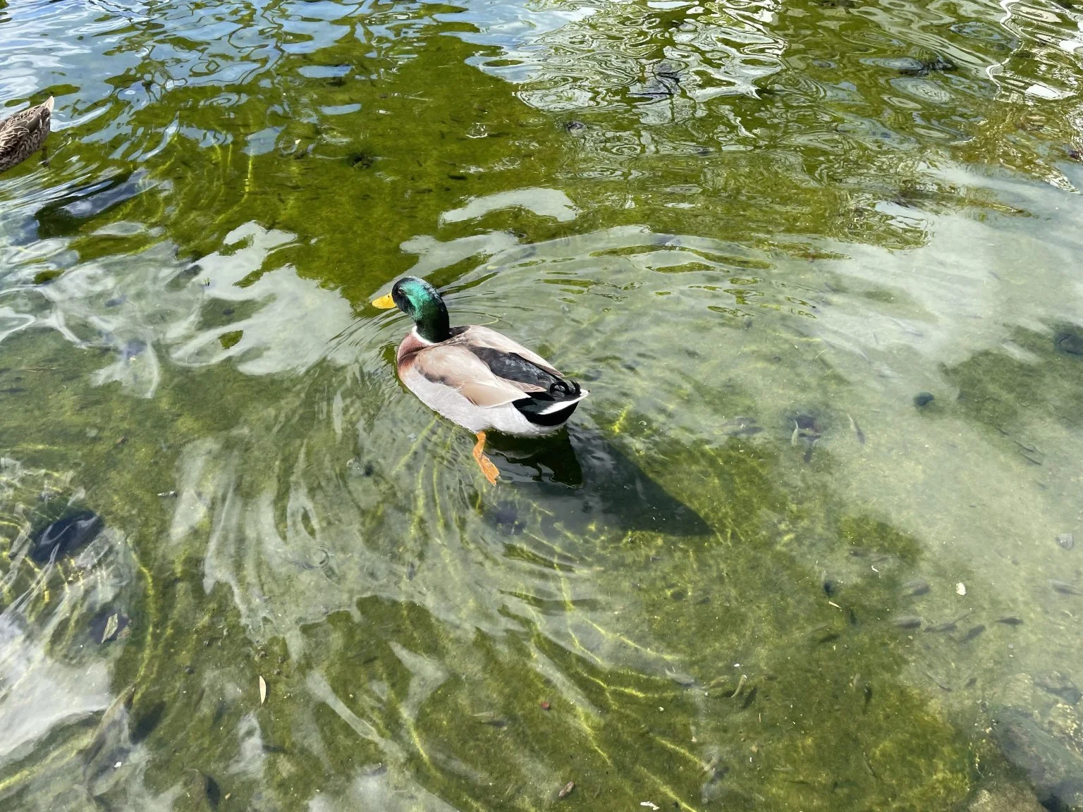 澄んだ泉を泳ぐマガモ
