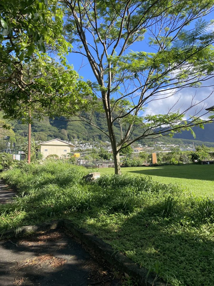 朝日に照らされたマノアの木々と芝生