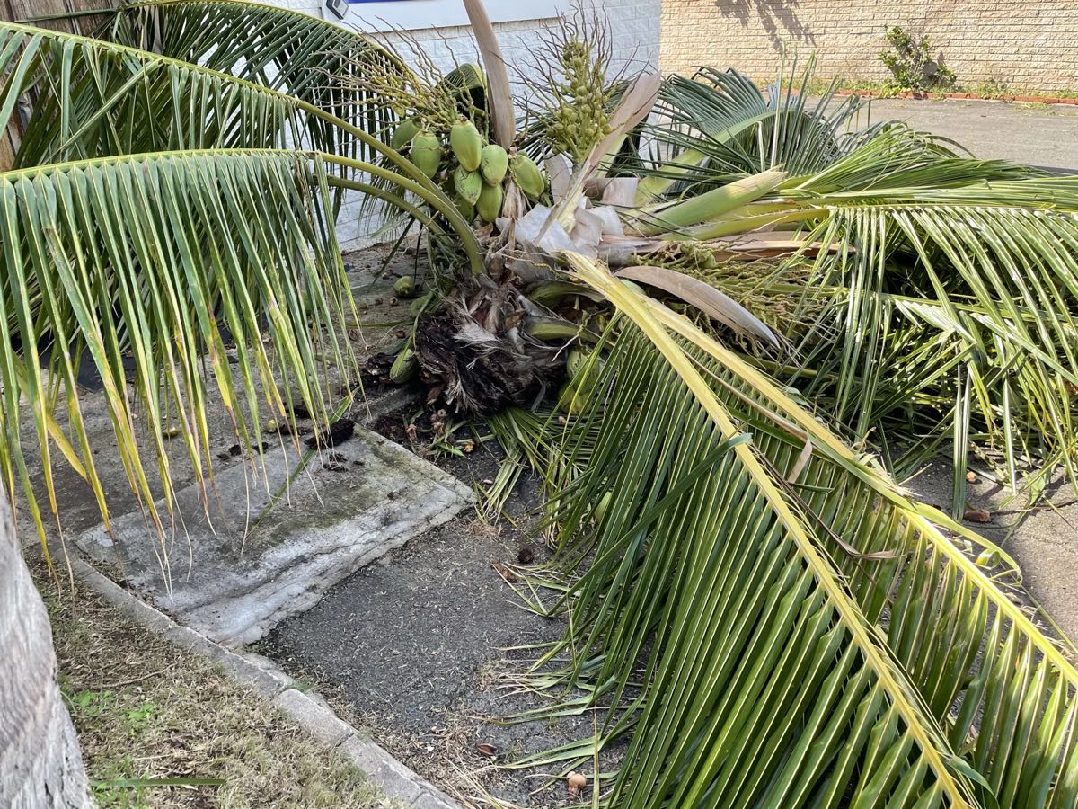 強風で倒れたココナッツの木と実