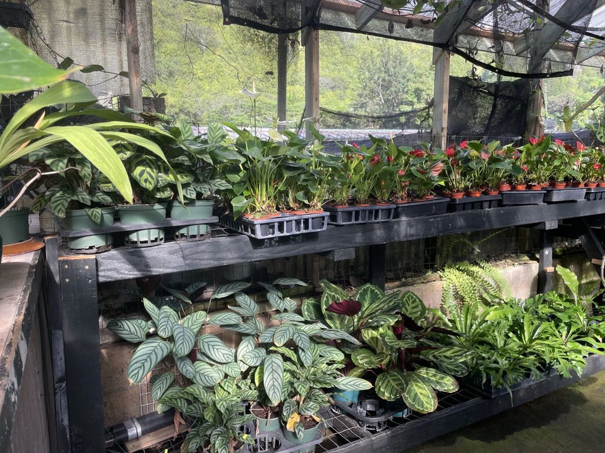 温室の棚に並ぶ観葉植物の鉢