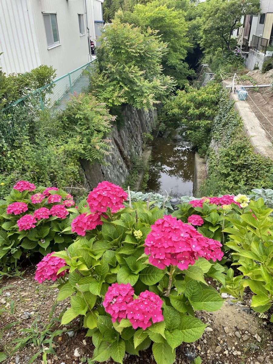 川沿いに咲くピンク色の紫陽花